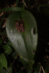 Pleurothallis