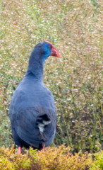 Porphyrio porphyrio