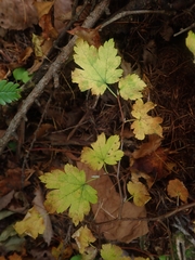 Ribes maximoviczianum