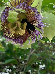 Passiflora