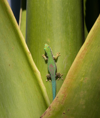 Phelsuma lineata