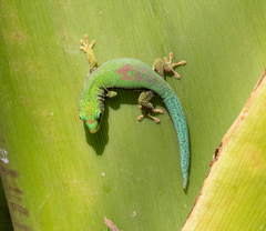 Phelsuma lineata