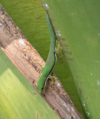 Phelsuma lineata