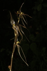Pleurothallis phalangifera