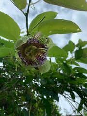 Passiflora