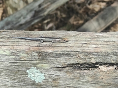 Cryptoblepharus virgatus