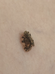 Aprivesa