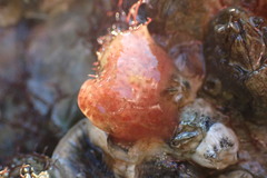 Aplidium