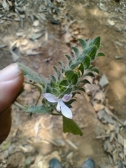 Tetramerium nervosum