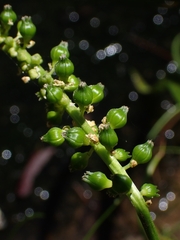 Cycnogeton microtuberosum