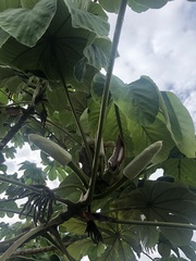 Cecropia obtusifolia
