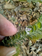 Tetramerium nervosum