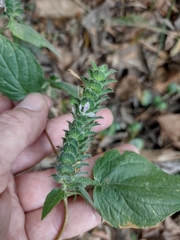Tetramerium nervosum