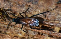 Pepsis grossa