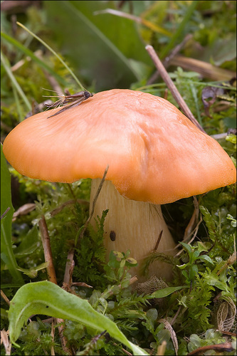 Meadow Waxcap