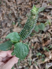 Tetramerium nervosum