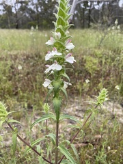 Bellardia trixago