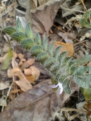 Tetramerium nervosum
