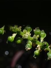 Cycnogeton microtuberosum