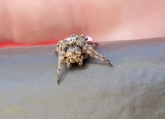 Acanthepeira