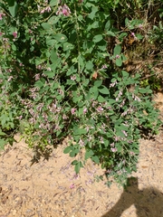 Lespedeza thunbergii