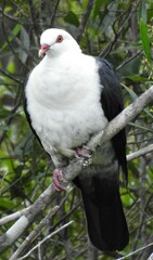 Columba leucomela