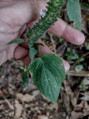 Tetramerium nervosum