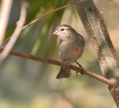Foudia madagascariensis