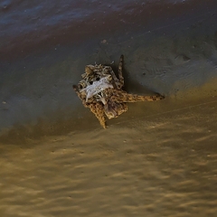 Acanthepeira