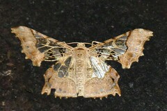 Krananda semihyalina