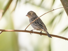 Foudia madagascariensis