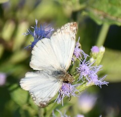Heliopetes laviana