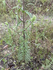 Bellardia trixago