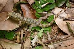 Hemidactylus garnotii