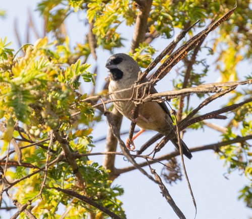 Madagascar Mannikin (Lepidopygia nana), photo 4