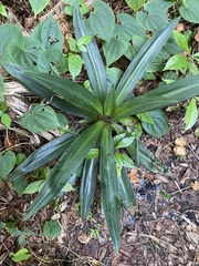 Tradescantia spathacea