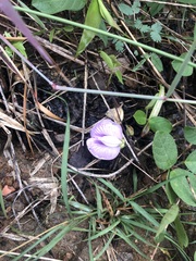 Centrosema pubescens