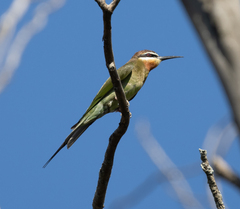 Merops superciliosus