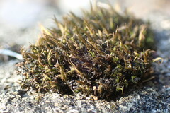 Schistidium maritimum