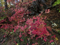 Viburnum phlebotrichum