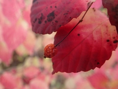 Viburnum phlebotrichum