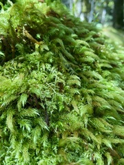 Thamnobryum alopecurum