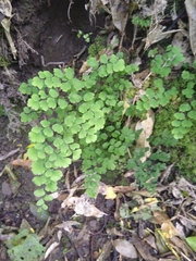 Adiantum capillus-veneris
