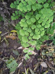Adiantum capillus-veneris