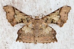 Krananda semihyalina