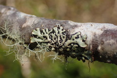 Menegazzia subsimilis