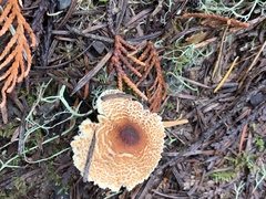 Lepiota magnispora