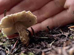 Lepiota magnispora