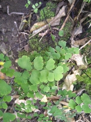 Adiantum capillus-veneris
