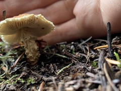 Lepiota magnispora